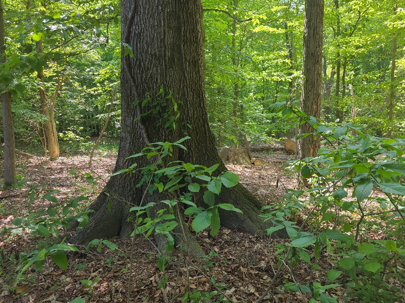 26.48ac_McKenneyLn_QAnnes_21