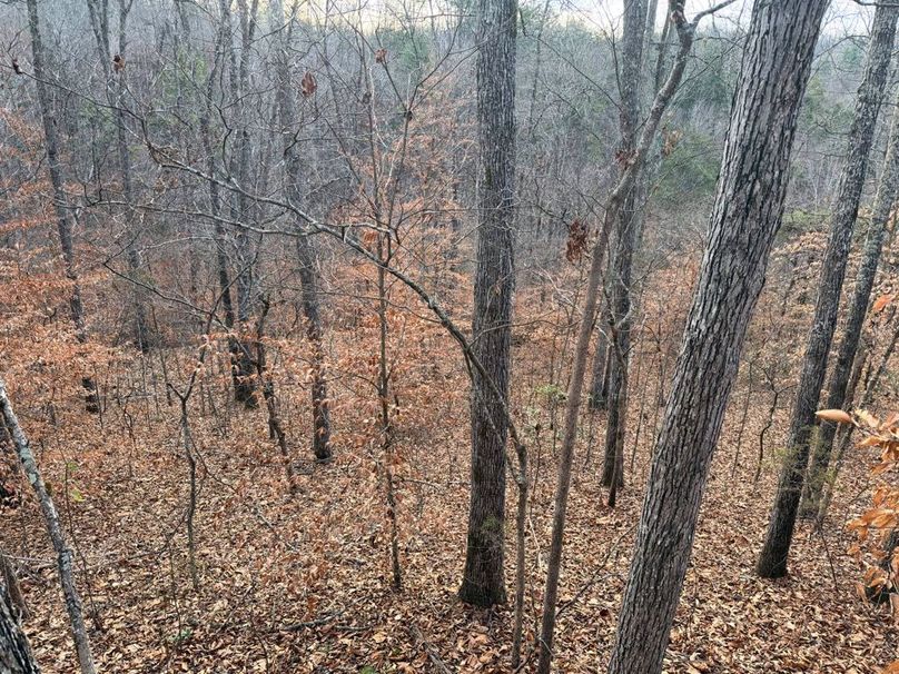 002 nice mix of timber throughout-2