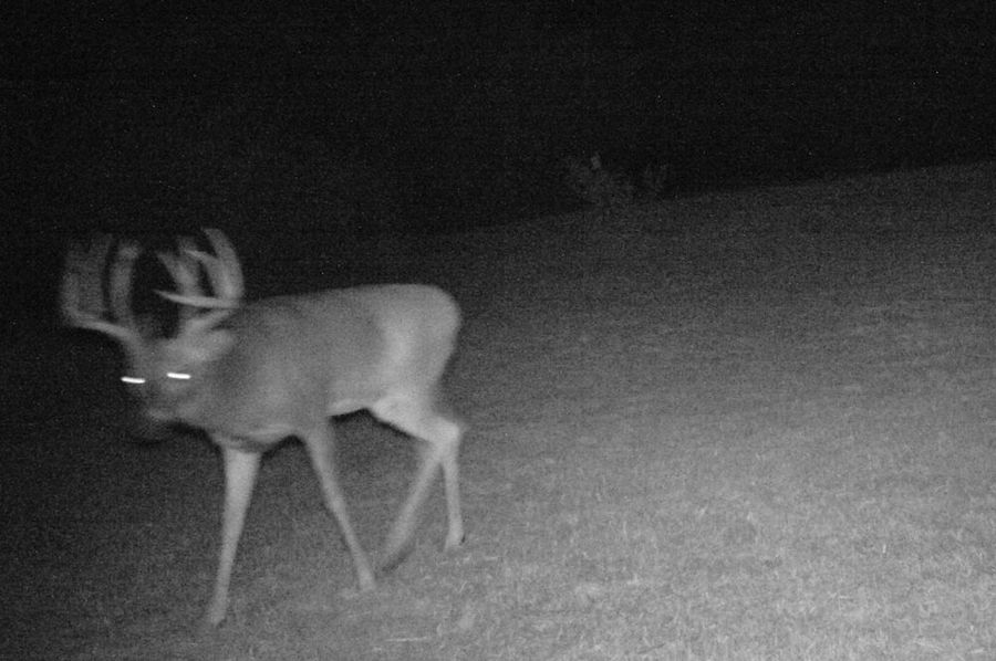 Big boy 21