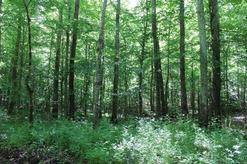 006 the forested section along the river at the north edge of the property