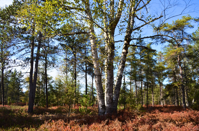 Screenshot 2025-11-14 at 11.10.00 AM