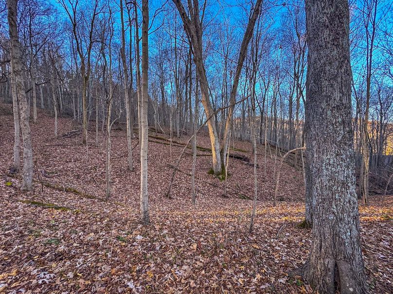 Pleasants_Wood 169.97 AC Cokeley-50