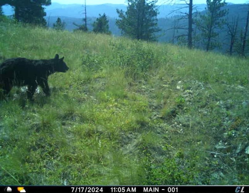 Black bear