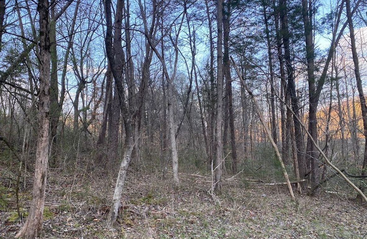 005 forested area in the northern area of the property