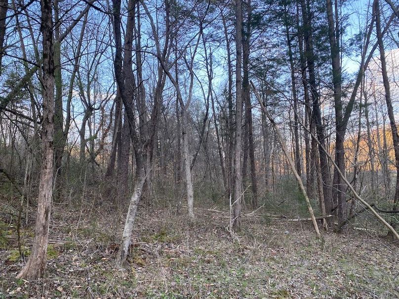 005 forested area in the northern area of the property