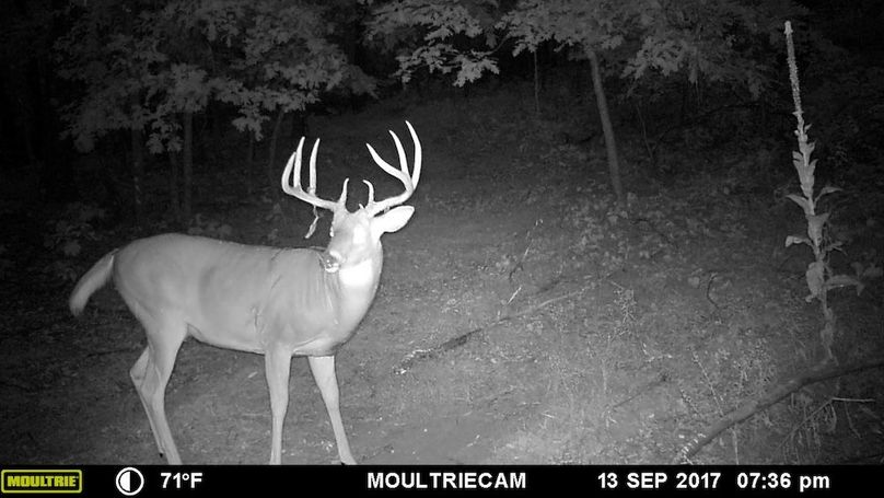Sauk 174 Trailcam - 72