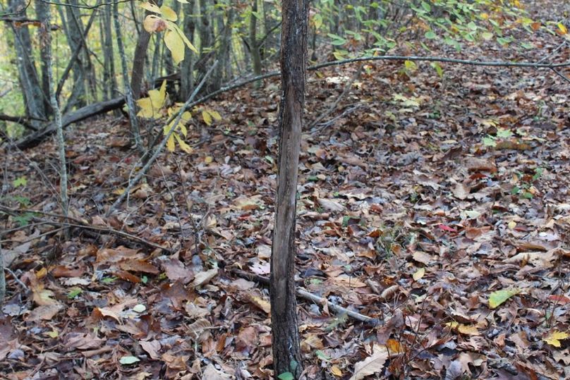 020 last years buck rub just off the side of the ridge