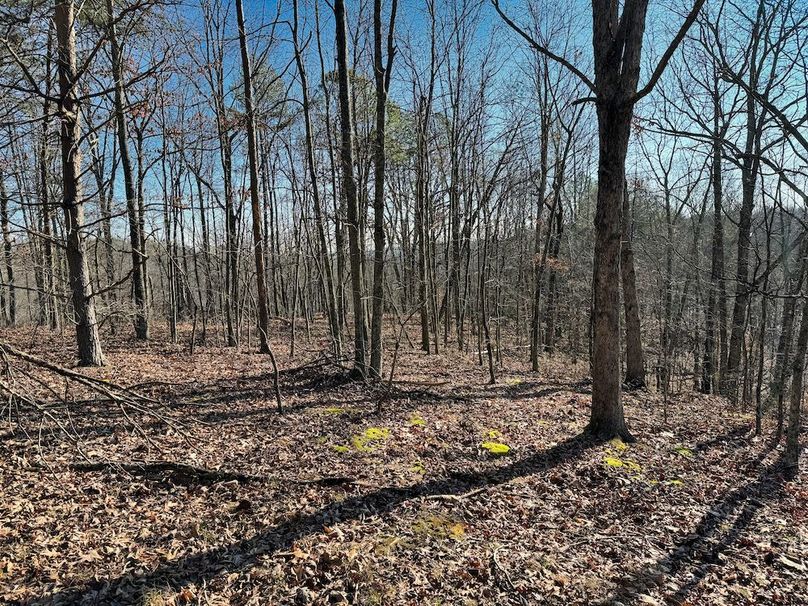 040 beautiful hardwoods