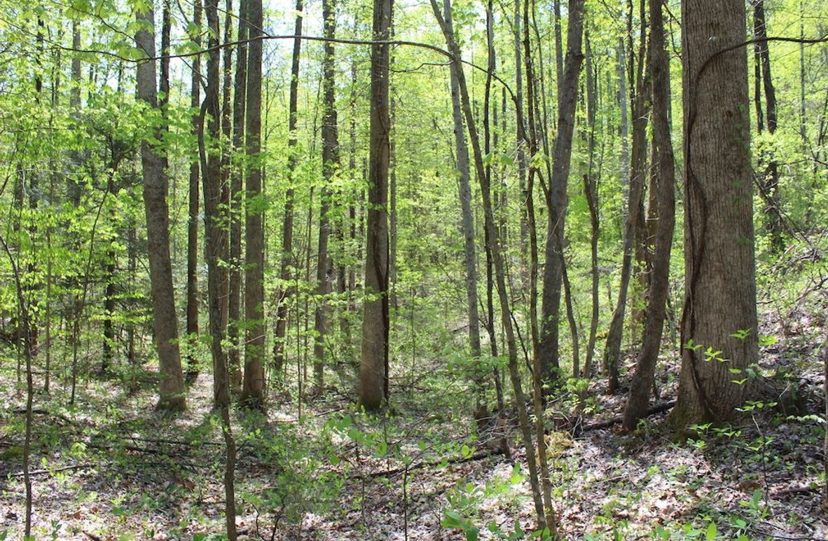 004 open west facing bench in the eastern area of the property