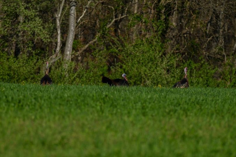 vandalia 450 (2)-2491