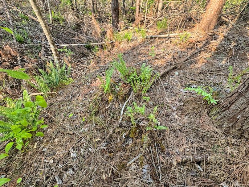 Tallahatchie 44 Newman (Crowden) Wide-32