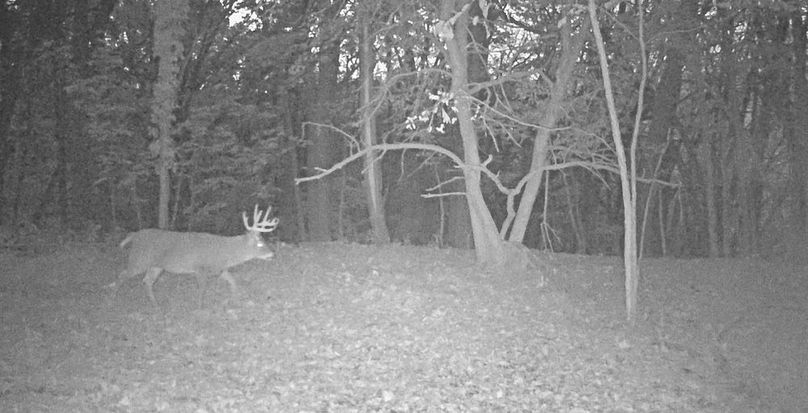 Trail Cam 5