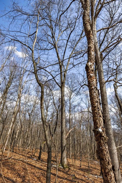 36-web-or-mls-IMG-36