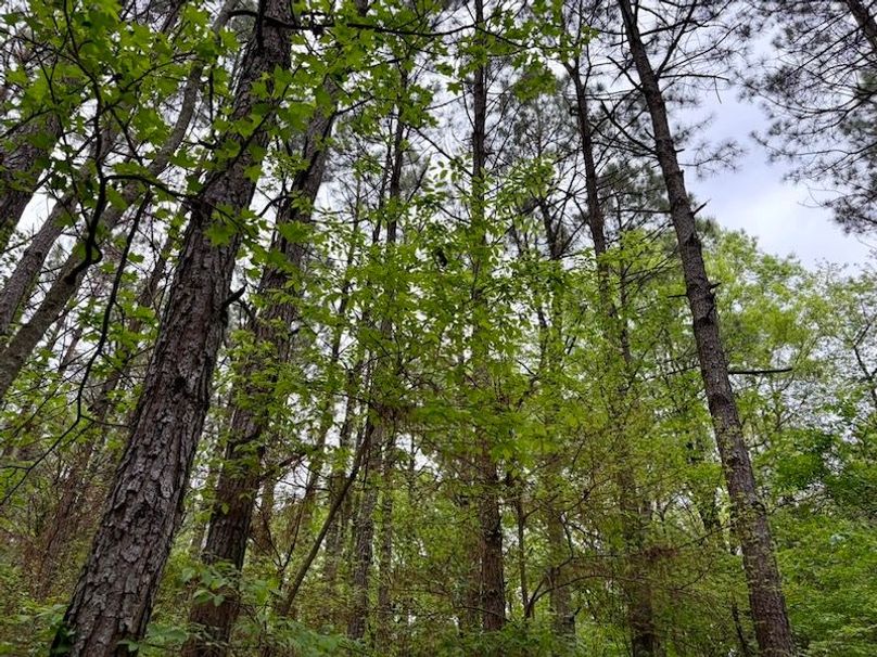 335395FA-25C0-47E0-995C-48B1E70E5517_1_105_c