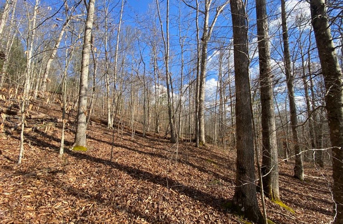 005 some of the beautiful hardwoods on the west facing slope