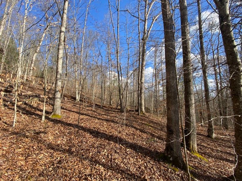 005 some of the beautiful hardwoods on the west facing slope