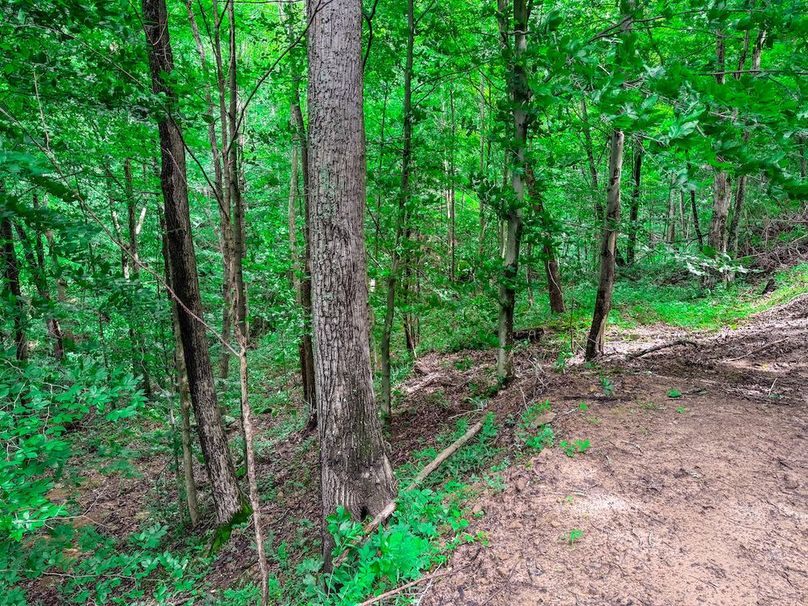 Wirt, WV 137.45 AC Full-13