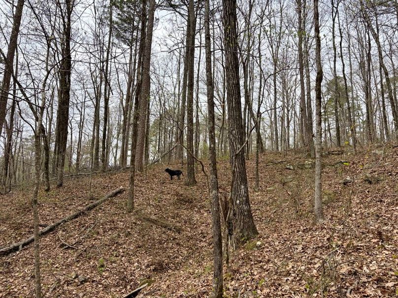 429BEC47-E2EB-49E5-96F4-27E4A6599E51_1_201_a