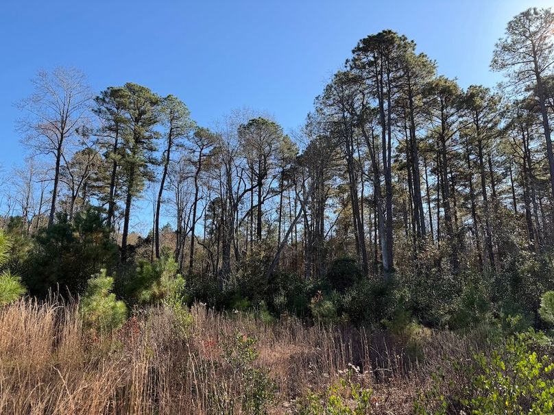 14 - open area near creek