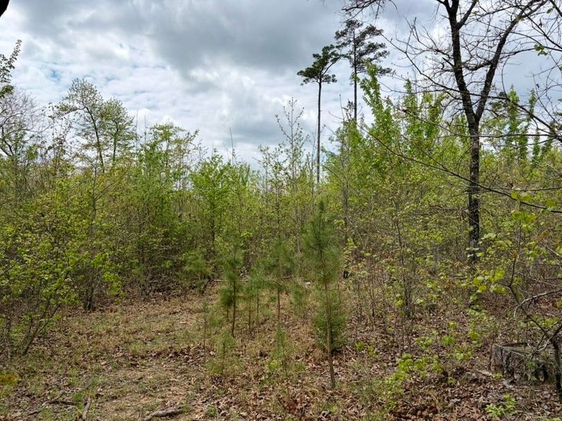 6ED2D517-F027-42D3-B67D-C2A4A97E8A67_1_105_c-2