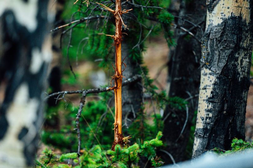 Teller 11.75 - 00021 mule deer rub