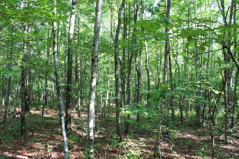 011 southeast facing forested slope