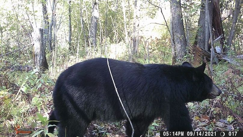 Bear 2