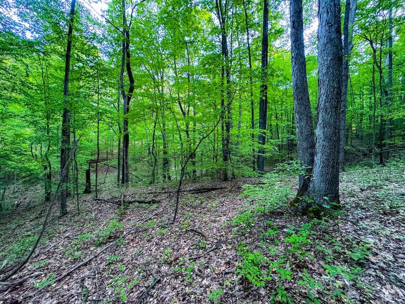 Wirt, WV 145.69 AC 273 Wildflower-18