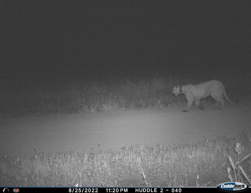 mountain lion huddle collared