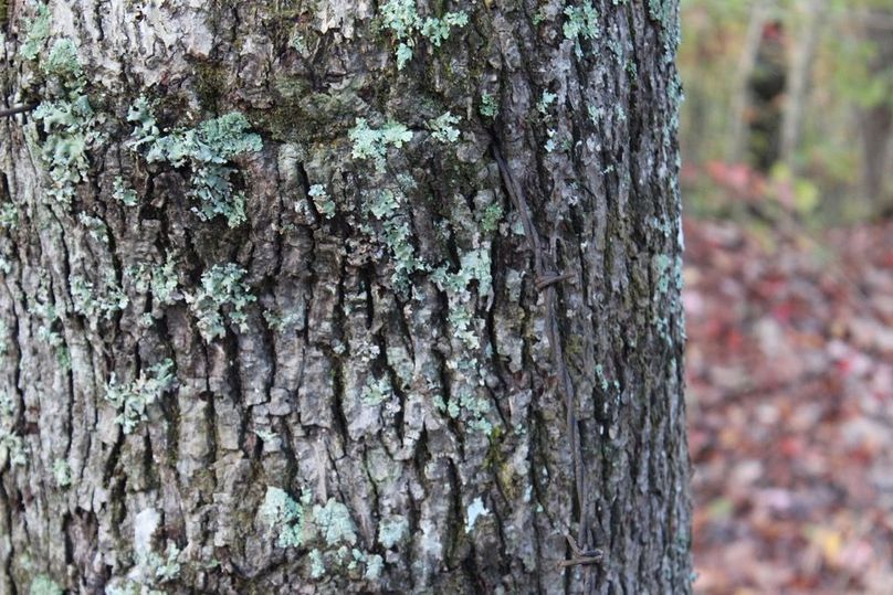 021 look closely, old barbwire fence marking the property boundary