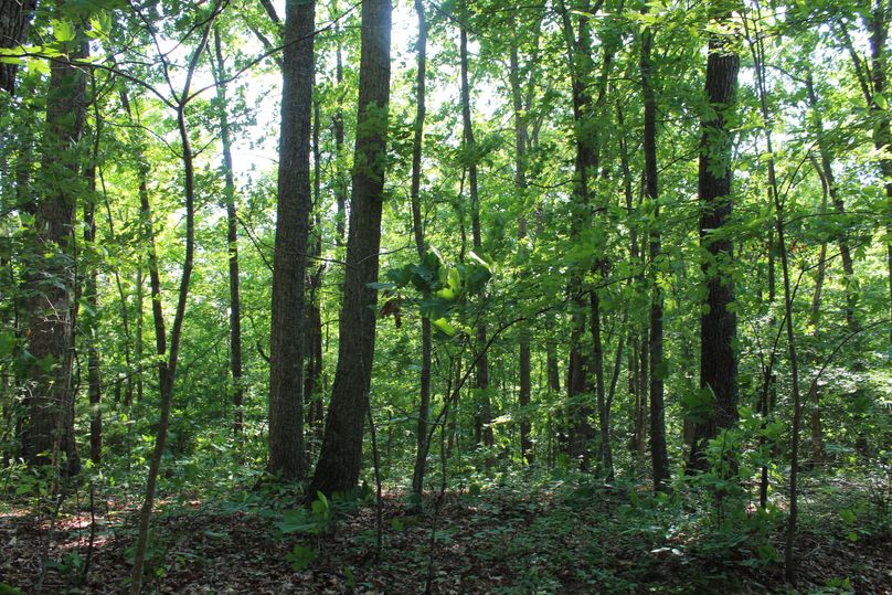 009 open hardwood ridge in the southern part of the property