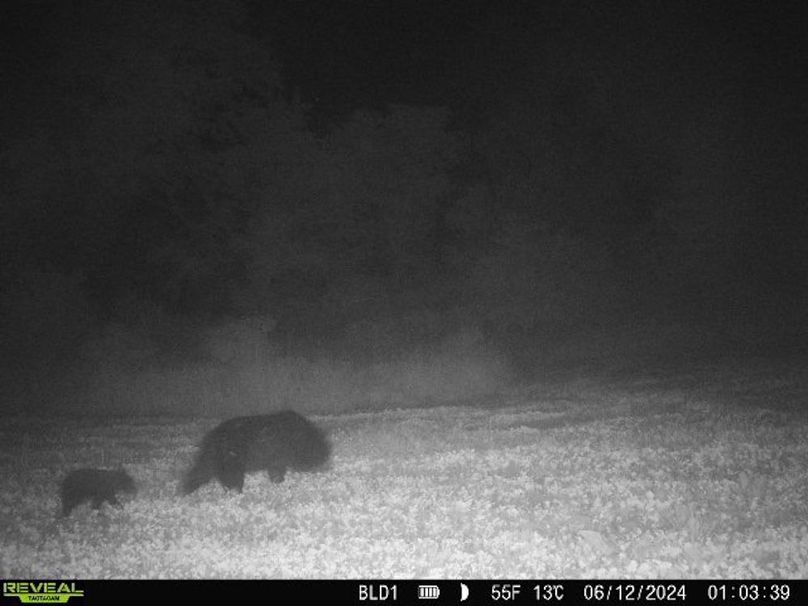 trailcam.Jackson35 - 3