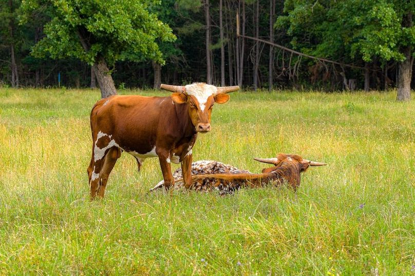 Holman Ranch-22