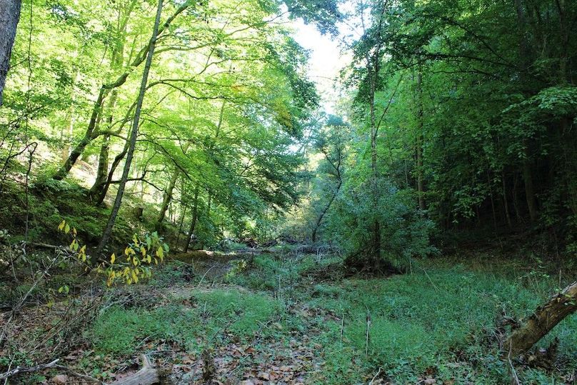 020 the main creek valley near the eastern edge of the property