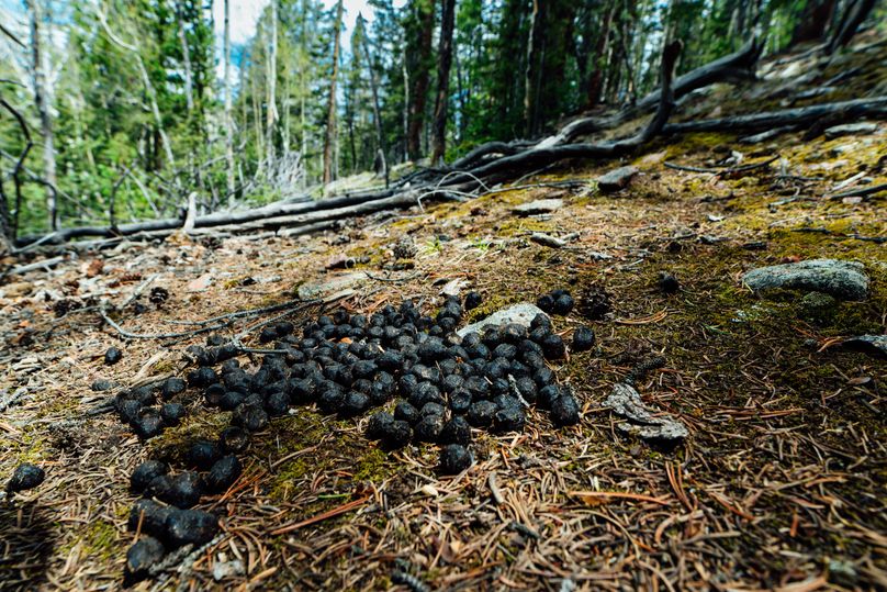 Teller 11.75 - 0008 elk scat