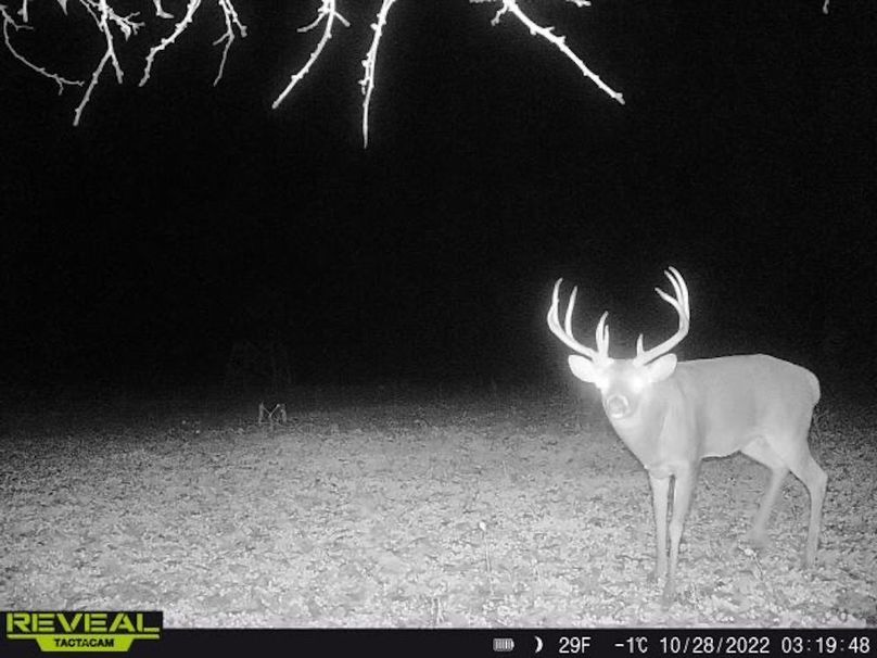 Copy of deer photos.139