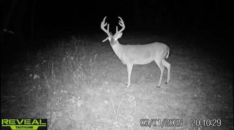 Clay 374.13 Trail Cam Photo-6