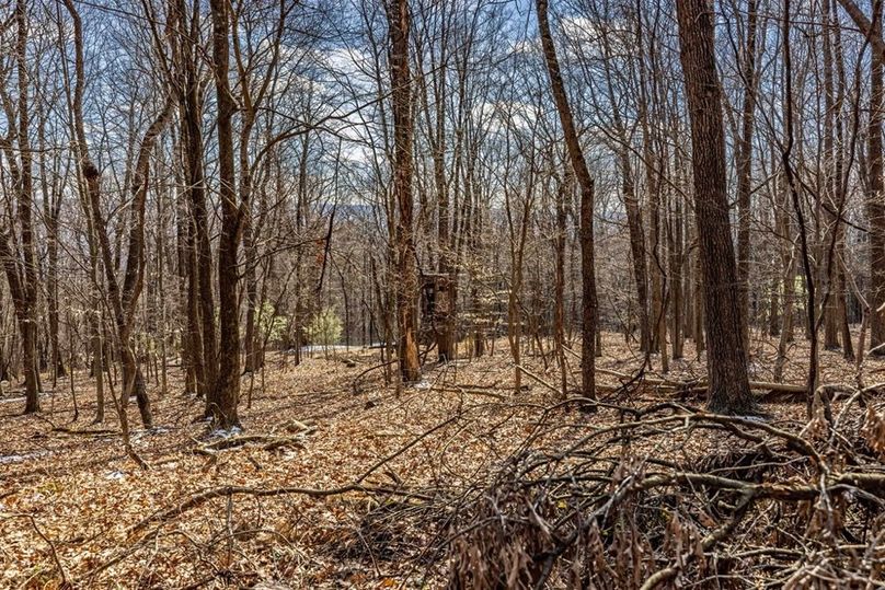 39-web-or-mls-IMG-39