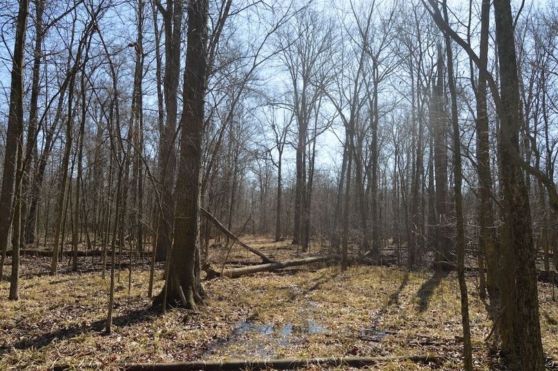 trail in woods