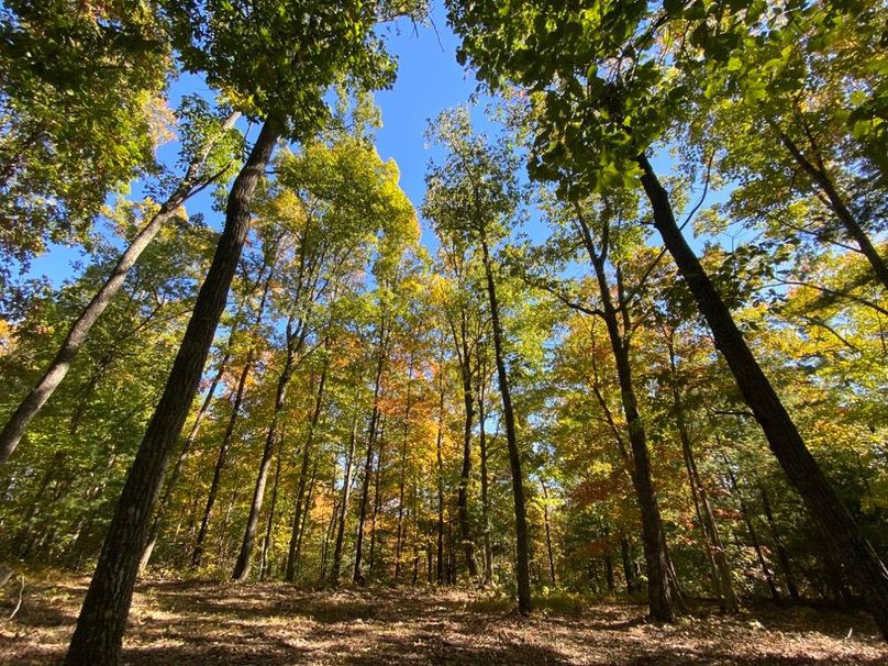 062 look at those towering oaks and hickory trees
