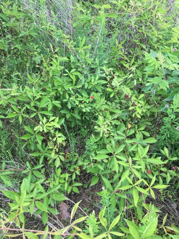 E1920BC5-16B0-474D-982C-A121F598A78D_1_105_c