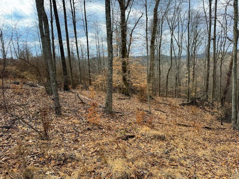 Doddridge, WV 79.08 AC Adams-56