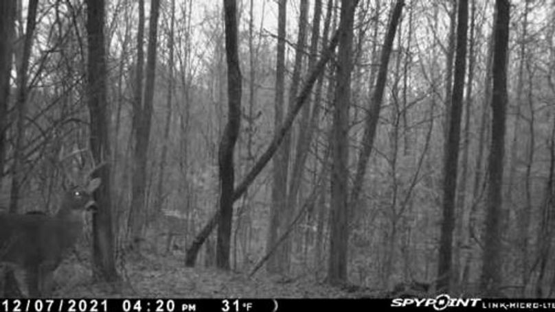 trail cam3