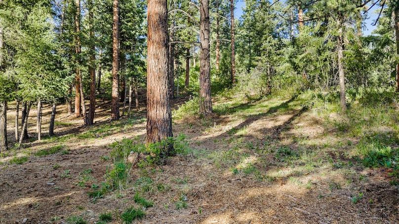 010 - Mature Ponderosa Pines