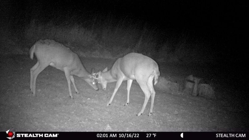2 Young Bucks Fighting Oct 2022