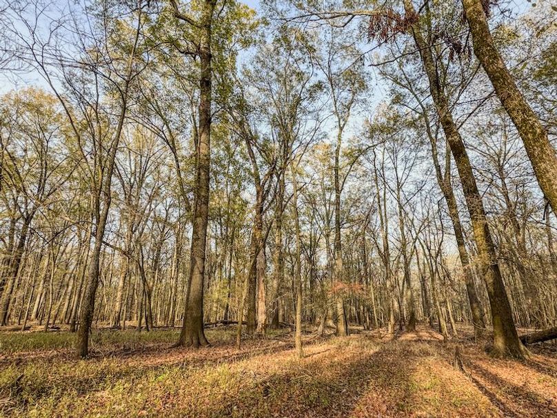 St. Francis 216.9 Calvin Parker Farms Profile -23