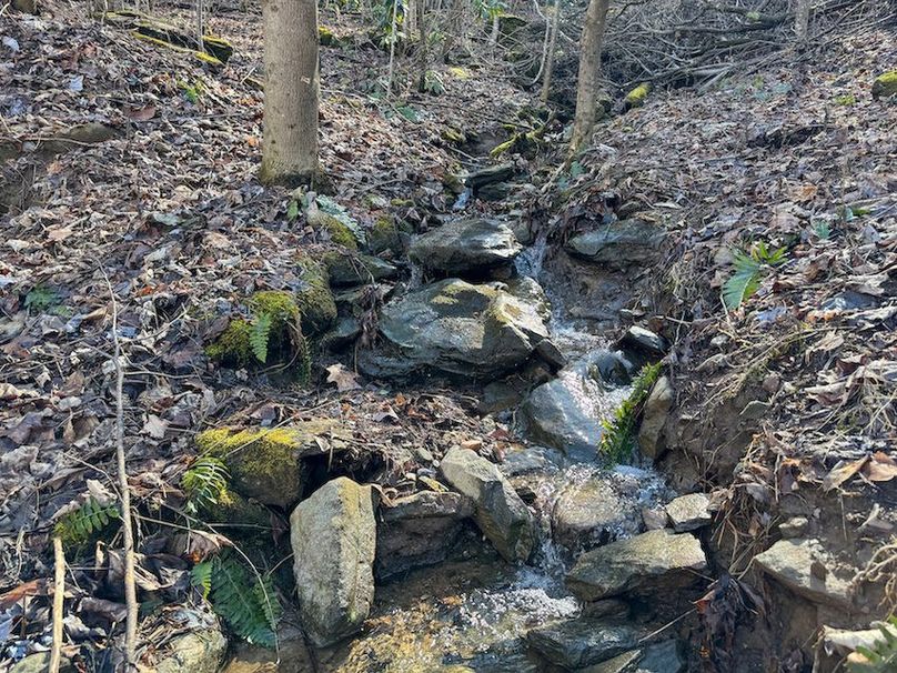 Clay 124.76 Fleaback-04