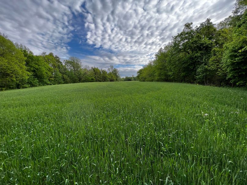 Wheat Field 3