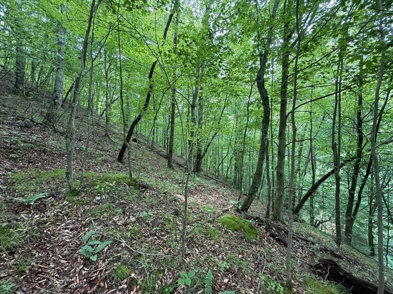 006 south facing slope in the west part of the property