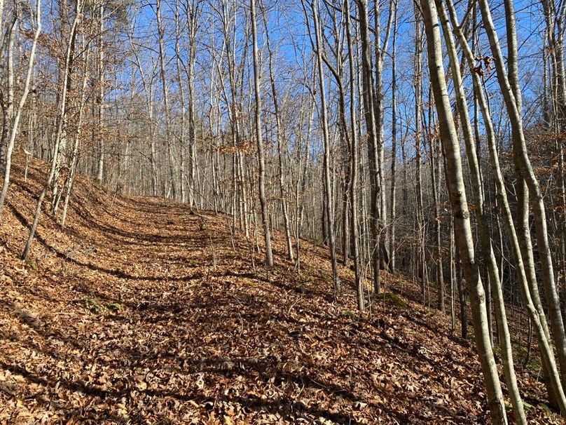 010 old logging road leading to the northwest on a south facing slope